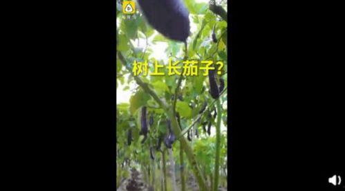 91丨成人丨精产丨天堂鸟,揭秘天堂鸟的神秘力量